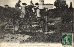 Vintage Postcard Cueillette of the flowers of orange tree Dimensions Azure