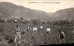 CPA Cueillette des roses Vence 