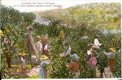 Vintage Postcard Gathering of the flowers of orange tree Short Fatty Molinard Perfumery