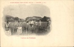 CPA Cueillette des Tubereuses Parfumerie Molinard Court Grasse 