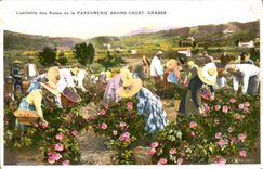 CPA Cueillette des roses Parfumerie Bruno Court Grasse 