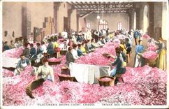CPA Cueillette Parfumerie Bruno Court Grasse Triage des roses TOP 