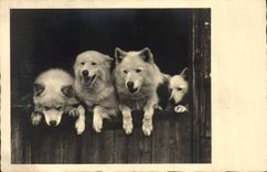 CPA Chien Chiens 
