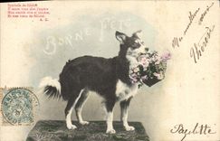 CPA Chien Chiens 