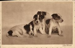 CPA Chien Chiens 