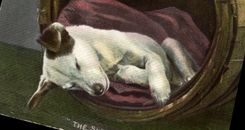 Vintage Postcard Dog Dogs The sleeping beauty
