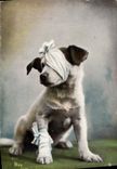 CPA Chien Chiens 