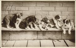 CPA Chien Chiens 