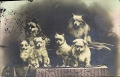 CPA Chien Chiens 