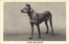 CPA Chien Chiens Deutsche Dogge 