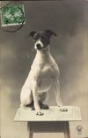 CPA Chien Chiens 