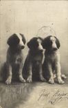 CPA Chien Chiens 