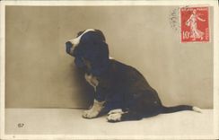 CPA Chien Chiens 