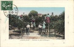 Vintage Postcard Gathering of flowers of orange trees Gulf Juan