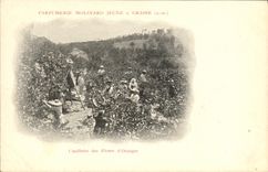 Vintage Postcard Cueillette of the flowers of orange tree Parfurmerie Molinard Jeune has Grasse