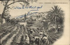 CPA Cueillette du jasmin Grasse 