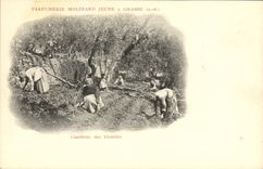 Vintage Postcard Cueillette of the violets Parfurmerie Molinard Jeune has Grasse