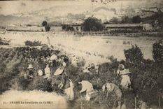 Vintage Postcard Fatty Gathering of jasmine