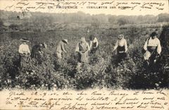 CPA Cueillette des roses En Provence 