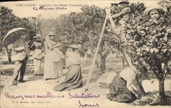 CPA Cueillette des fleurs d'oranger Cote d'Azur 
