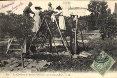 Vintage Postcard Gathering of the flowers of orange trees on the Dimension of Azure