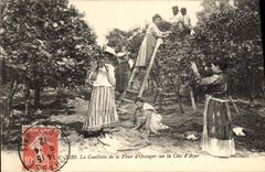 Vintage Postcard Gathering of the flower of orange tree on the Dimension of Azure