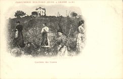 CPA Cueillette des Cassies Parfurmerie Molinard Jeune a Grasse 