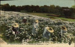 Vintage Postcard Cueillette of the Daisies Dimensions Azure