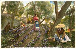 Vintage Postcard Gathering of the violets of Fatty Perfumery Bruno Court