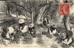 CPA Cueillette des violettes Cote d'Azur 