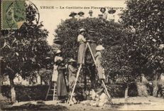 Vintage Postcard Gathering of the flowers of Vence orange trees