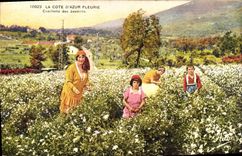 Vintage Postcard Cueillette of the jasmines Dimensions Azure flowered
