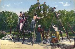 Vintage Postcard Cueillette of the flower of orange tree Dimensions Azure