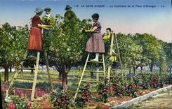 CPA Cueillette de la fleur d'oranger Cote d'Azur 
