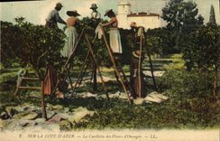 CPA Cueillette des fleurs d'oranger Cote d'Azur 