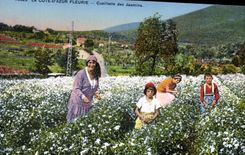 Vintage Postcard Cueillette of the jasmines Dimensions Azure