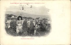 Vintage Postcard Cueillette of the jasmines Parfurmerie Molinard Jeune has Grasse