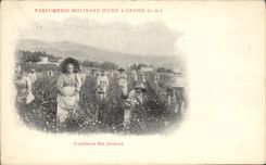 CPA Cueillette des jasmins Parfurmerie Molinard Jeune a Grasse 