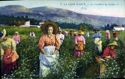 CPA Cueillette du jasmin Cote d'Azur 
