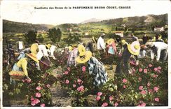 CPA Cueillette des roses de la Parfumerie Bruno Court Grasse 