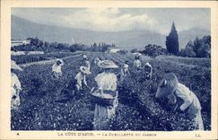 CPA Cueillette du jasmin Cote d'Azur 
