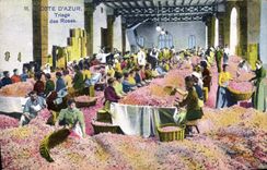 CPA Cueillette Triage des roses Cote d'Azur 