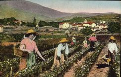 CPA Cueillette du jasmin Cote d'Azur 