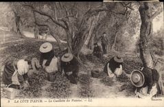 CPA Cueillette des violettes Cote d'Azur 