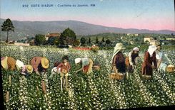 CPA Cueillette du jasmin Cote d'Azur 