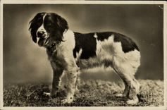 CPA Chien Chiens 