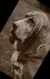 CPA Chien Chiens 