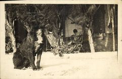 CPA Chien Chiens 