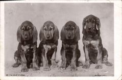 CPA Chien Chiens 