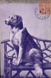 CPA Chien Chiens 